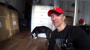 Как отучить собаку гадить дома?