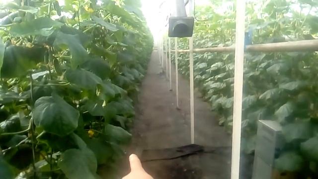 V образная грядка! смотреть онлайн