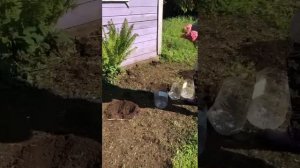 Как вырастить можжевельник из ветки.