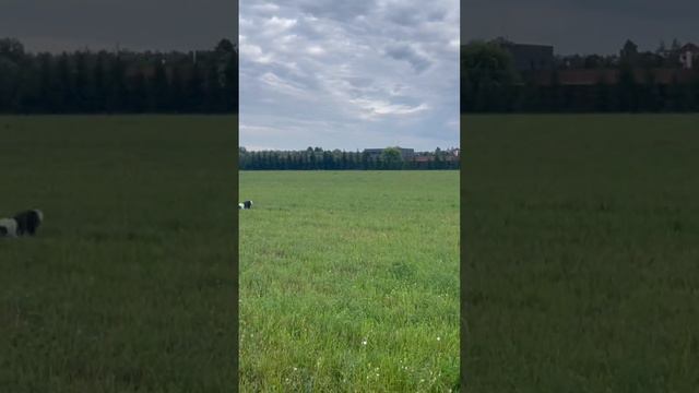 Бордеры в догонялки) смотреть онлайн