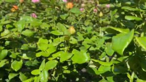 ОБЗОР РОЗ - ТАЙКУН популярный сорт желтой розы