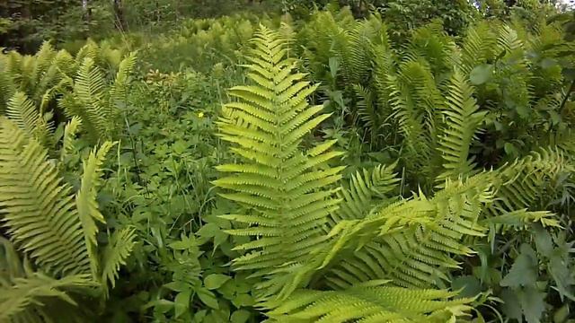 Летние зарисовки смотреть онлайн