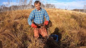 Сабельник болотный сбор корней..