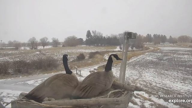 Canada Geese, making Themselves a Home? - Charlo Osprey Nest/explore.org 2021 02 28 смотреть онлайн
