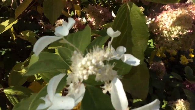 Метельчатая Крупнолистная гортензия 26.09.19. смотреть онлайн