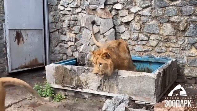 Львы Север- Алай и Киара. Игрушки поделены поровну 🦁❤🦁 #lion #animals #челябинск смотреть онлайн