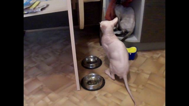 Драка сфинксов. The Sphinx fight смотреть онлайн