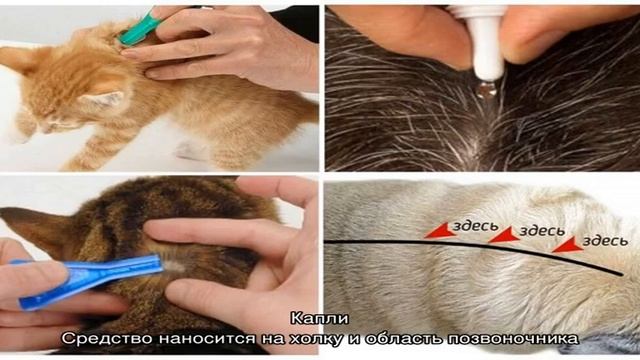 Как избавить кошку и котят от блох смотреть онлайн