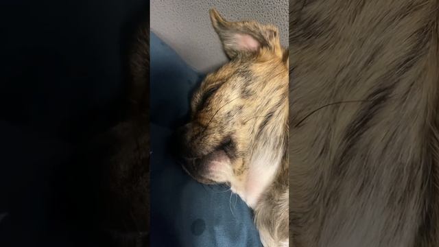 ASMR храп Чихуа . Звуки которые ласкают ваши уши. смотреть онлайн