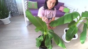 Зимовка наших бананов дома. Проблемы и уход за бананом.