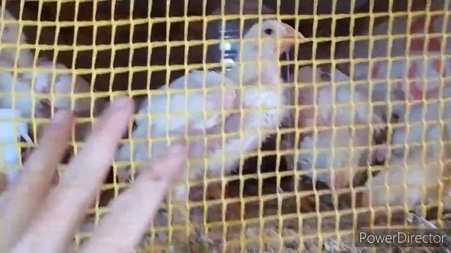 апгрейд курятника?? + чудо с бройлером смотреть онлайн