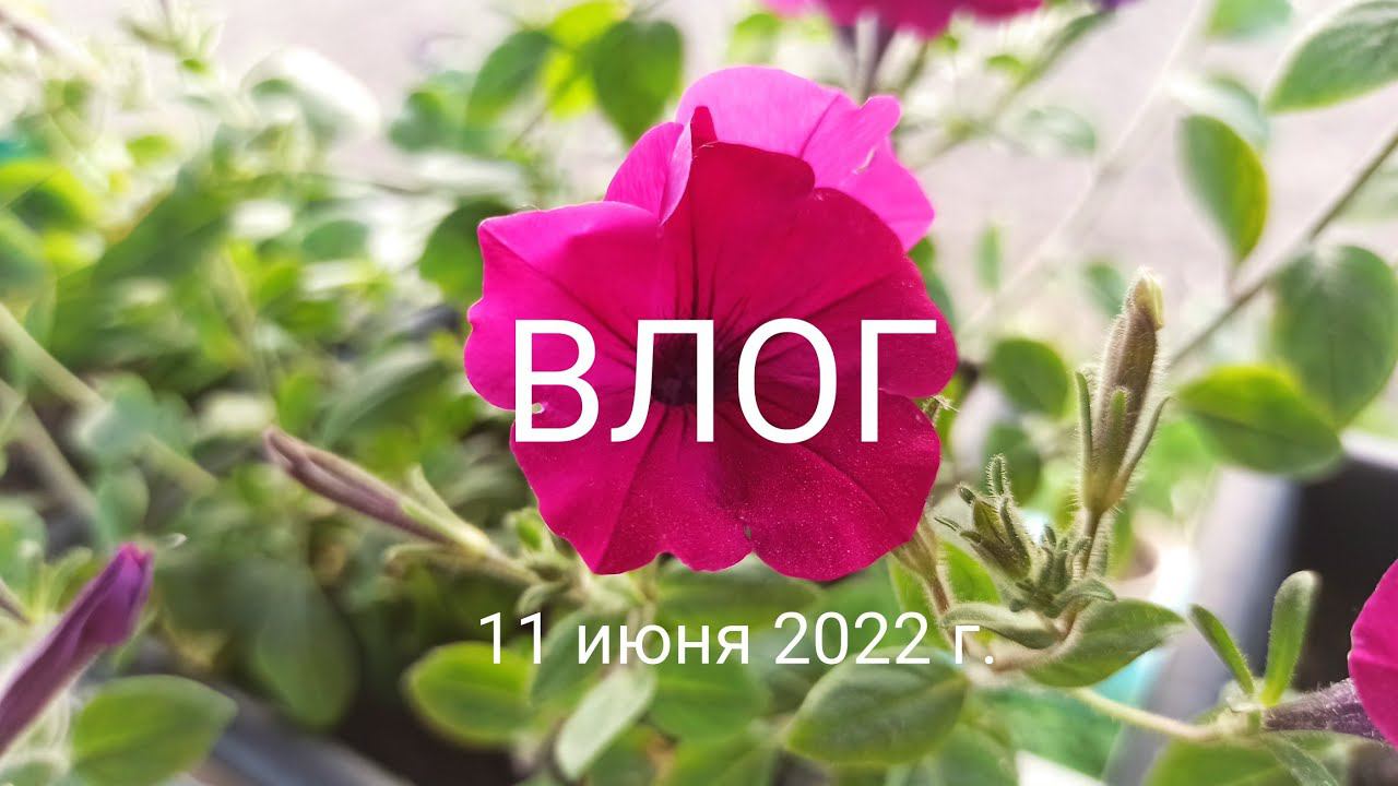 ВЛОГ. 11 июня 2022 г.