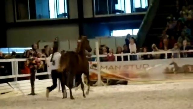 Эверния 2014 (Виват Эдина) смотреть онлайн