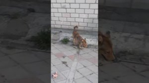 Леди и Бродяга