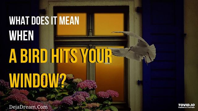 What Does It Mean When A Bird Hits Your Window? смотреть онлайн