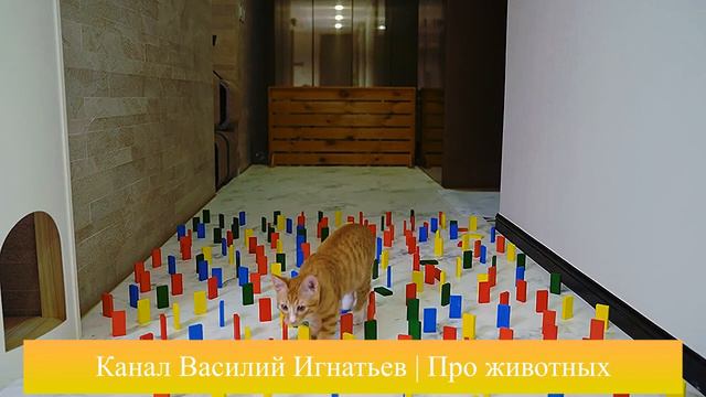 Проверка кота на аккуратность. Проходит препятствие из домино смотреть онлайн