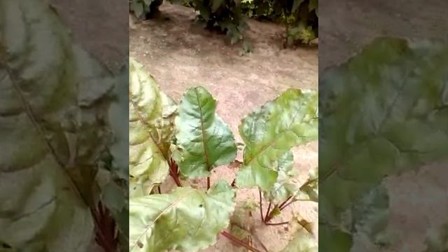 Дачный сезон.Дальнейший уход за свеклой.Разница в развитии растений .Что влияет на их рост. смотреть онлайн