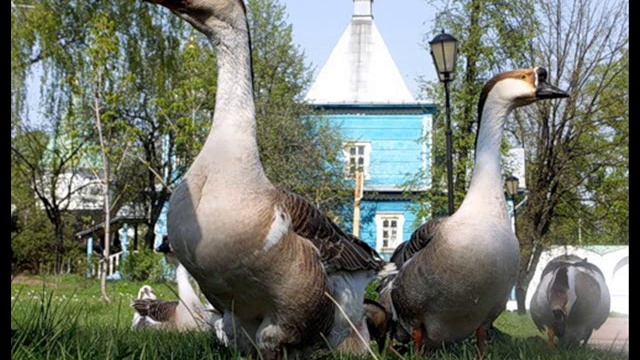 слова на букву Г смотреть онлайн