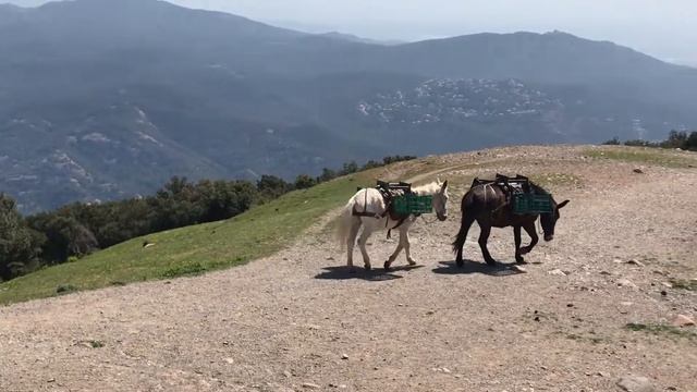 DOCUMENT: Camí dels Monjos del Vallès смотреть онлайн