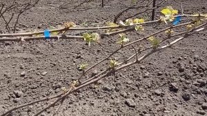 Особенности формировки технических сортов винограда