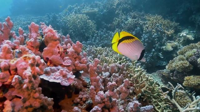 Everything you need to know about the Great Barrier Reef смотреть онлайн