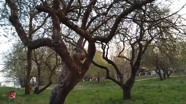 голуби захватили город и кто еще скрывается в саду смотреть онлайн