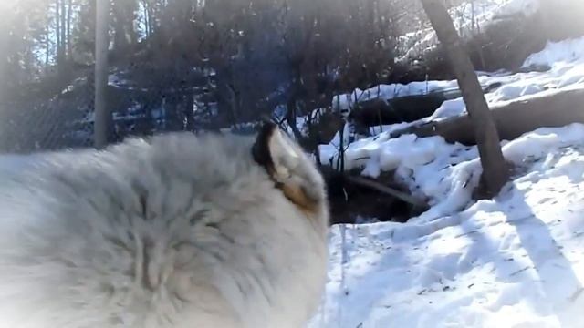 ПОЧЕМУ СОБАКИ ВОЮТ??? смотреть онлайн