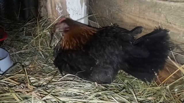 Пополнение у курочки 🤗🐥
