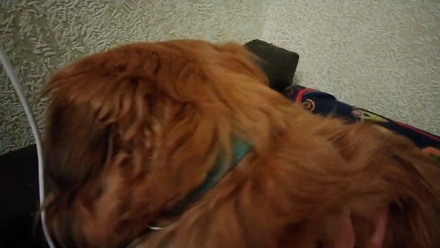 ПЕКИНЕС В КВАРТИРЕ. КАК ЖИВУТ СОБАКИ? НОВОСТИ