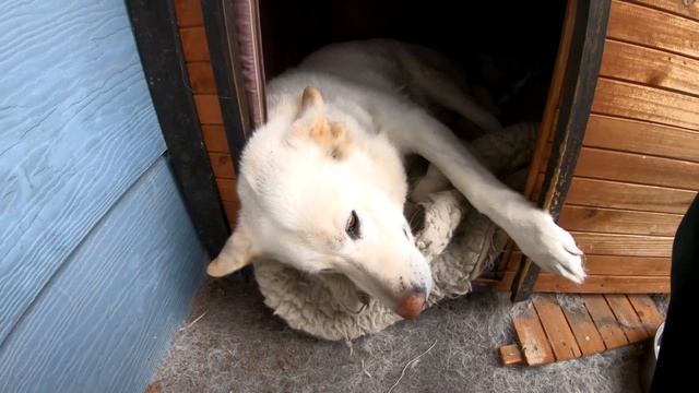 Собака лишилась своих щенят. Но посмотрите, что она сделала первым делом! смотреть онлайн