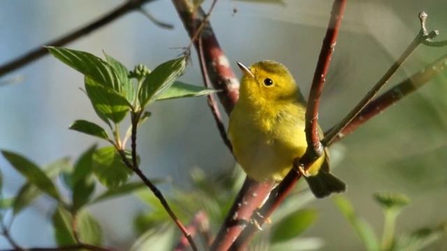 Wilson's Warbler Song! Wilson's Warbler Call! Sound!- Reinita De Wilson Canto - Cardellina Pusilla смотреть онлайн