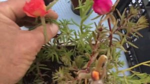 Портулак. От всходов до цветения.