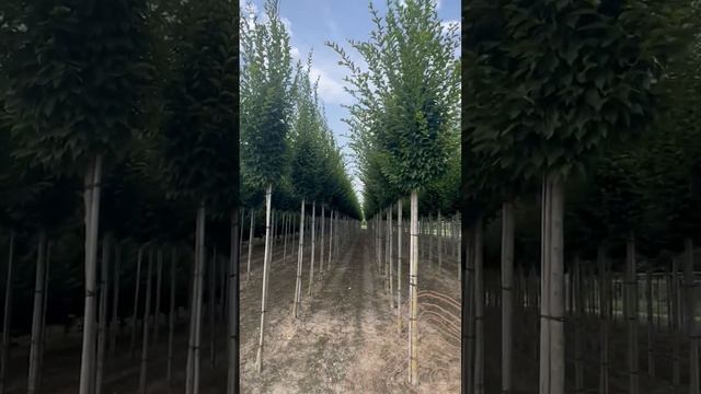 Pyramiden Hainbuche | Carpinus betulus 'Fastigiata' смотреть онлайн