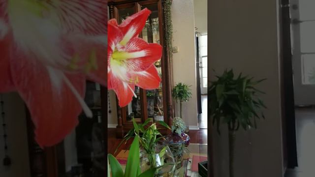Amaryllis flowers смотреть онлайн