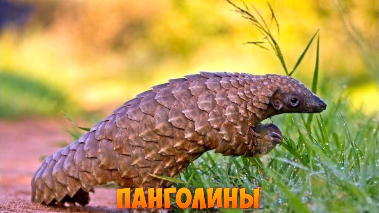 Панголины.