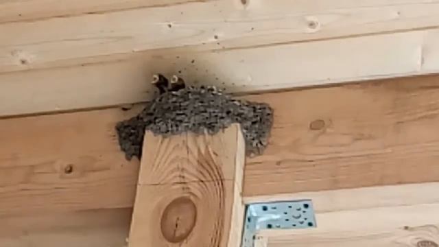 Гнездо ласточек внутри дома :  13 08 2018