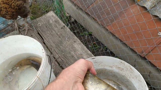 ЩУКА НА БЛЕСНУ И ЖИВЦА. смотреть онлайн