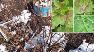 Обработка Смородины Весной. Вредители и Болезни Смородины. Готовим БАКОВУЮ СМЕСЬ Для Смородины.