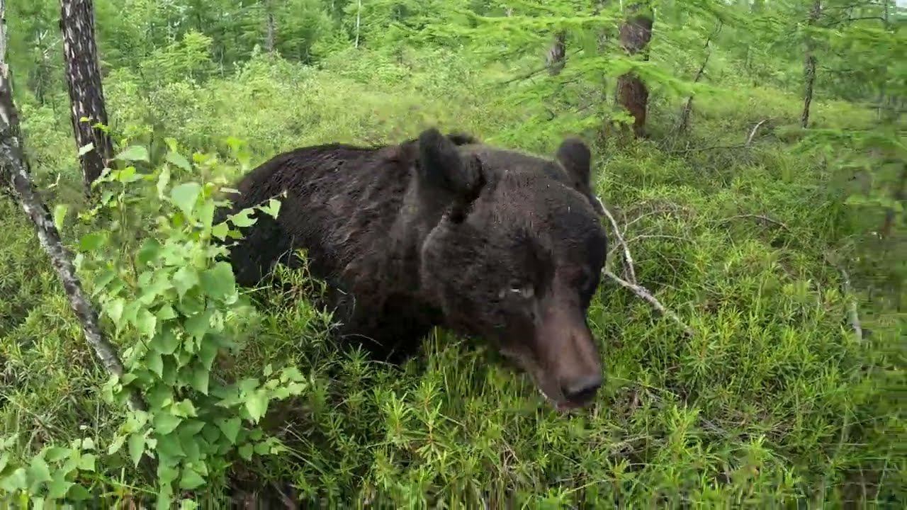 Медвежата потерялись. смотреть онлайн