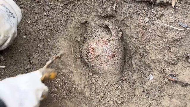 TREASURE HUNT BY METAL DETECTOR. / WE FOUND A REAL TREASURE CHEST! смотреть онлайн