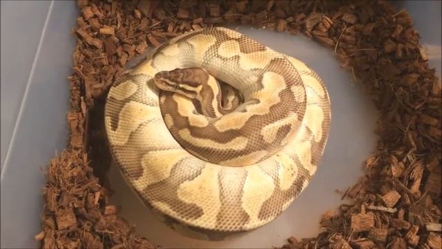 Ball Python Eggs Laid - Clutch #4 2017 - ???? x Pastel Butter Enchi - SURPRISE PAIRING ;) смотреть онлайн