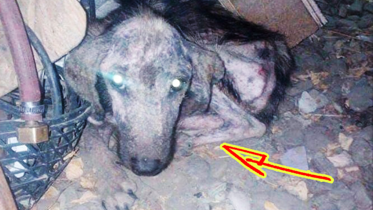 Эти двое спасли друг друга! Спасенный пес пролетел 2000 километров, чтобы стать другом этой женщины смотреть онлайн