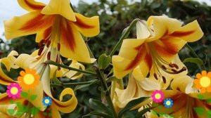 Лилия (Robert Swanson). Краткий обзор: Лилия описание характеристик, где купить луковицы