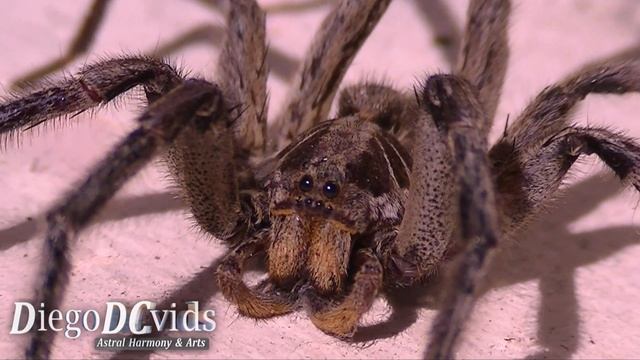 Lycosoidea: Lycosidae: Lycosa erythrognatha Wolf Spider species - aranha lobo смотреть онлайн