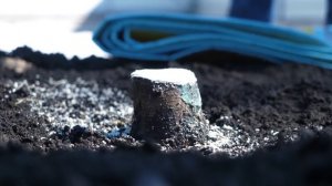 Как спасти молодые деревья, поврежденные зайцами