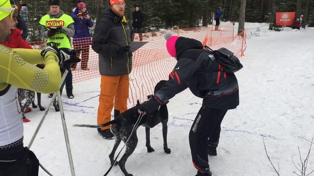 Cпринт-гонка "Ski-Harpala" смотреть онлайн