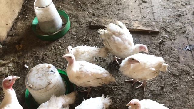 Вариант брудера. Бройлерные индюки. Гусята смотреть онлайн