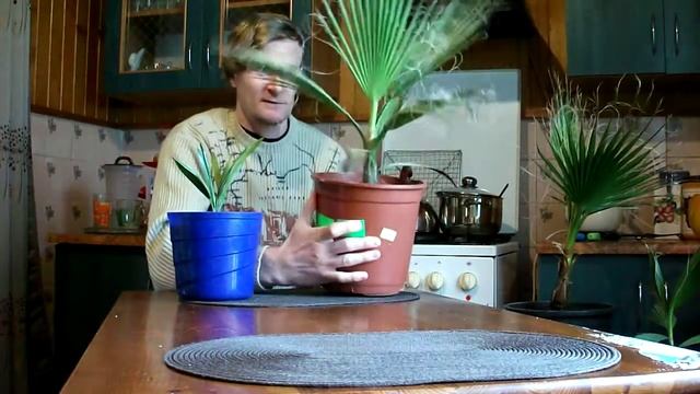 Washingtonia robusta/filifera vs trachycarpus fortunei- porównanie wzrostu смотреть онлайн