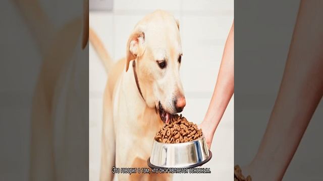 Наша марка: корм для собак и щенков (гипоаллергенный) смотреть онлайн