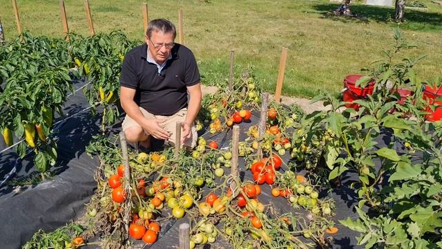 Томаты в открытом грунте. смотреть онлайн